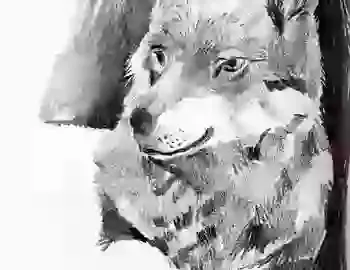 a detailed pencil drawing of a wolf, wolf illustration , wolf book illustration